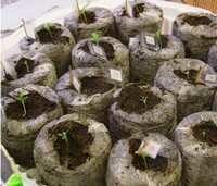 Выращивание петунии в торфяных таблетках