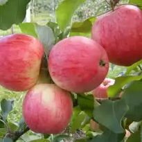 Саженцы яблонь в Пензе