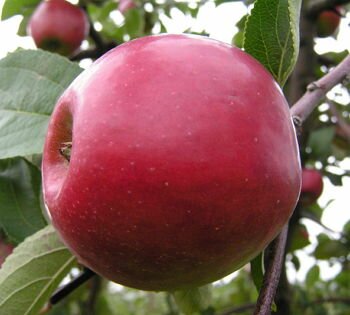 питомники - саженцы яблони казань