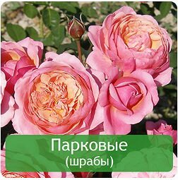 Розы Сергея Овчарова каталог