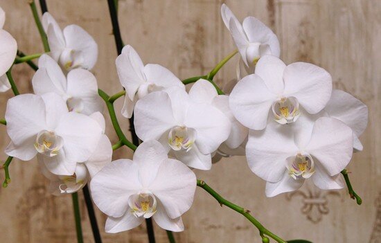 досветка орхидей
