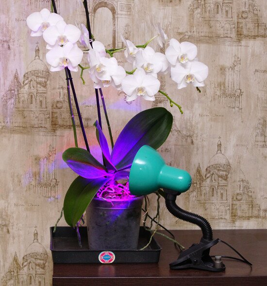 орхидеи и светодиодные лампы