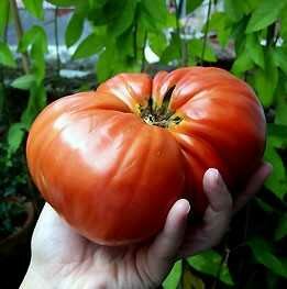 Способы дозревания томатов помидоров. Дозаривание