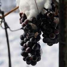 Фото. Укрываем виноград на зиму