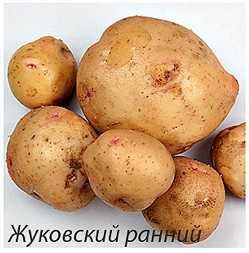 картофель семенной лунино пензенской обл фото