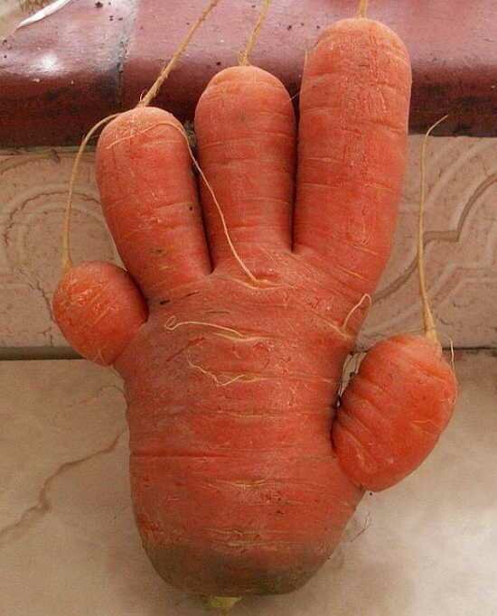 прикол морковь
